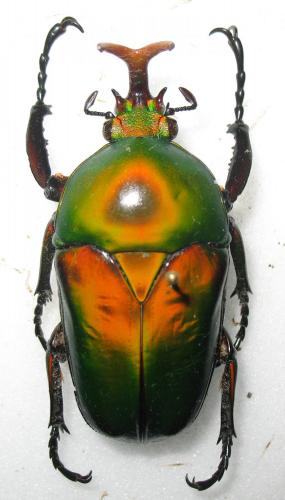 Réf. 280 327 : Eudicella morgani
